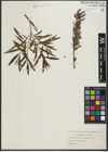 Foto von Salix purpurea L. x Salix viminalis L.